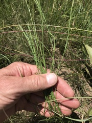 Kohautia amatymbica