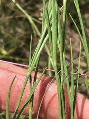 Kohautia amatymbica