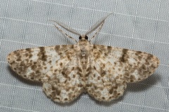 Thallogama corticola