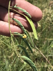 Chamaecrista comosa