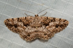 Hypomecis externaria