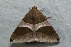 Poaphilini