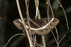 Erebus terminitincta