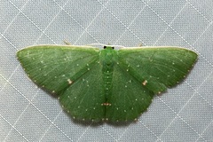 Prasinocyma iosticta