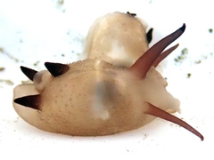 Scintilla philippinensis