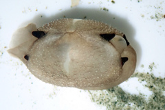Scintilla philippinensis