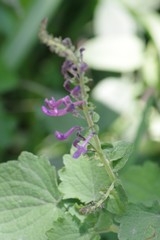 Equilabium petiolare