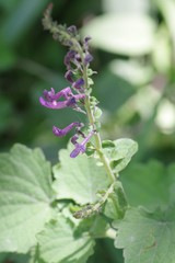 Equilabium petiolare