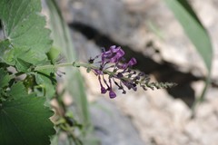 Equilabium petiolare