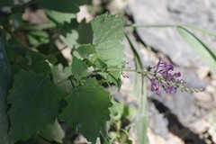 Equilabium petiolare