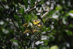 Acridocarpus natalitius