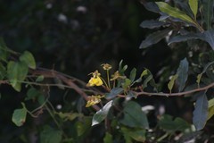 Acridocarpus natalitius