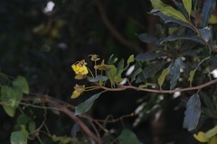 Acridocarpus natalitius