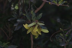Acridocarpus natalitius