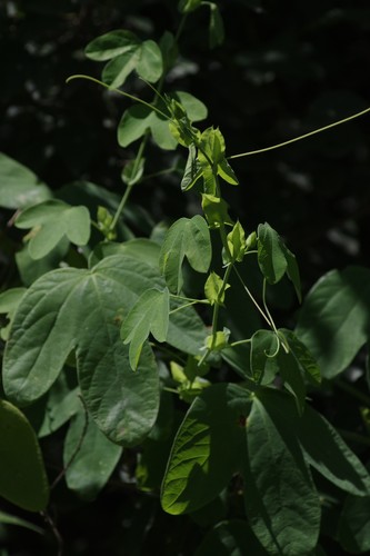 white passionflower