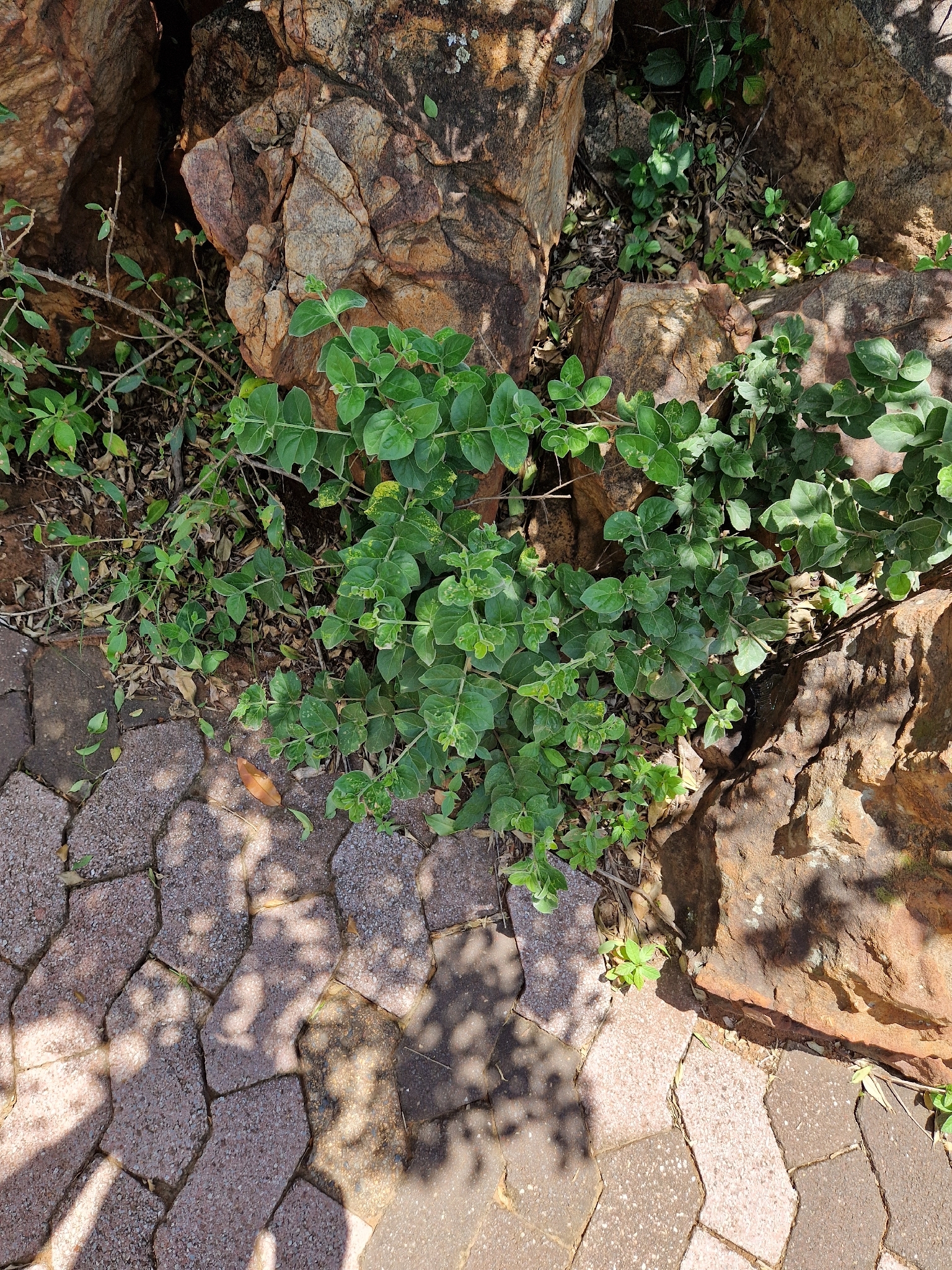 Imagem de Afrocanthium gilfillanii