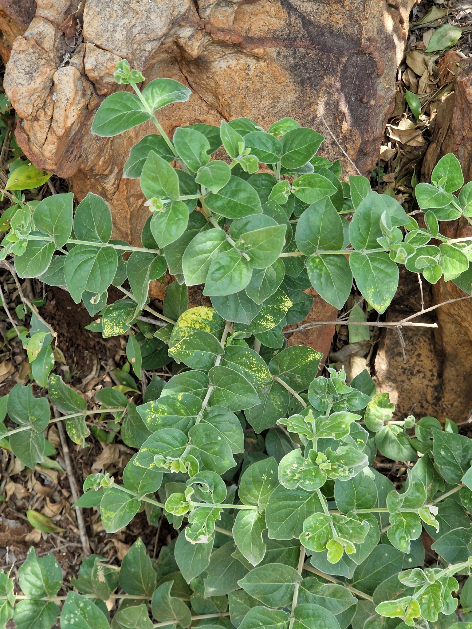 Imagem de Afrocanthium gilfillanii