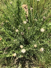 Pseudopegolettia tenella