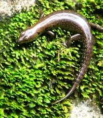 Sphenomorphus praesignis