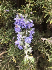 Salvia rosmarinus
