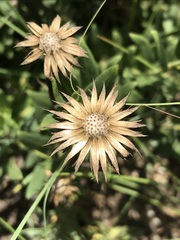 Pseudopegolettia tenella