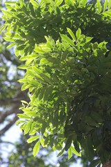 Zanthoxylum davyi