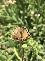 Pseudopegolettia tenella