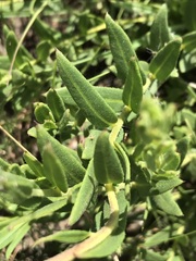 Pseudopegolettia tenella