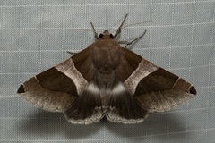 Poaphilini