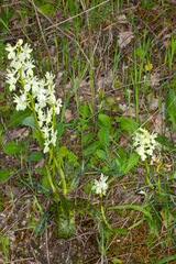 Orchis provincialis