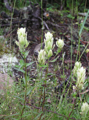 northern paintbrush (Castilleja septentrionalis)