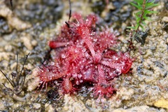 Drosera venusta