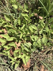 Ocimum motjaneanum