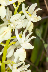 Orchis provincialis