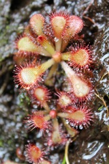 Drosera venusta