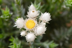 Achyranthemum
