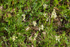 Orchis provincialis