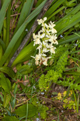 Orchis provincialis