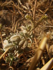 Euploca ovalifolia
