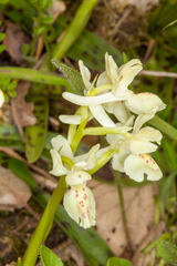 Orchis provincialis