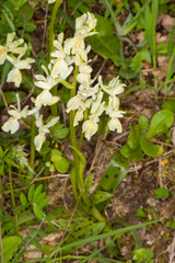 Orchis provincialis