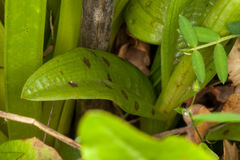 Orchis provincialis