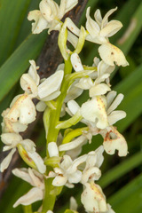 Orchis provincialis