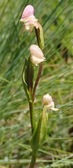 Disperis concinna