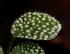 페페로미아속 (Peperomia): 기원과 용도 — 사진 3
