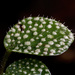 페페로미아속 (Peperomia): 기원과 용도 — 사진 3