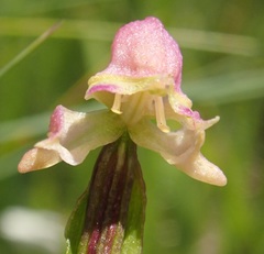 Disperis concinna