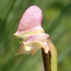 Disperis concinna