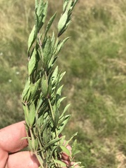 Dyschoriste costata