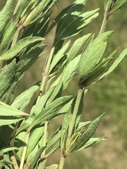 Dyschoriste costata